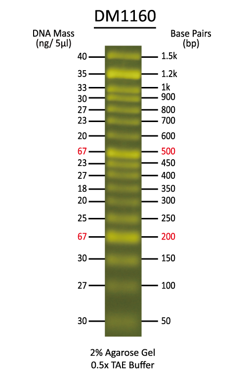 FluoroBand 50 bp Fluorescent DNA Ladder, 500 μl