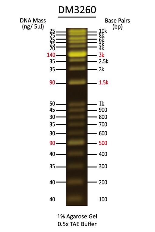 FluoroBand 1KB Plus (0.1-10 kb) Fluorescent DNA Ladder, 500