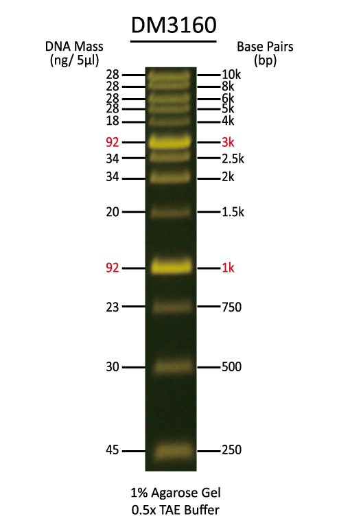 FluoroBand 1KB (0.25-10 kb) Fluorescent DNA Ladder, 500 μl