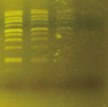 FluoroDye DNA Fluorescent Loading Dye (Green,6X), 1 ml x 5
