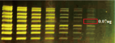 FluoroStain DNA Fluorescent Staining Dye (Green,10,000X), 500 μl x 5