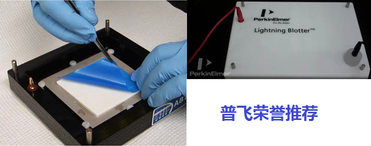 Lightning Blotter Midi Transfer 转膜仪8.5*13.5cm